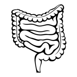 Apparato gastroenterico